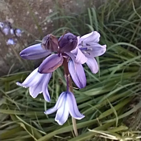 Blue Cherry *